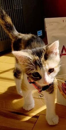 adoptable calico cat named gucci as kitten is now 1 years old