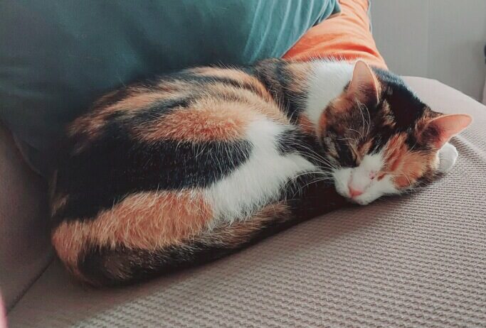 adoptable calico cat named gucci curled on couch is 1 years old
