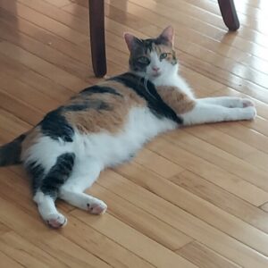 adoptable calico cat named gucci is 1 years old