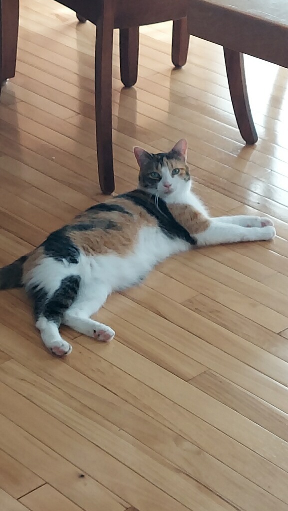 adoptable calico cat named gucci is 1 years old