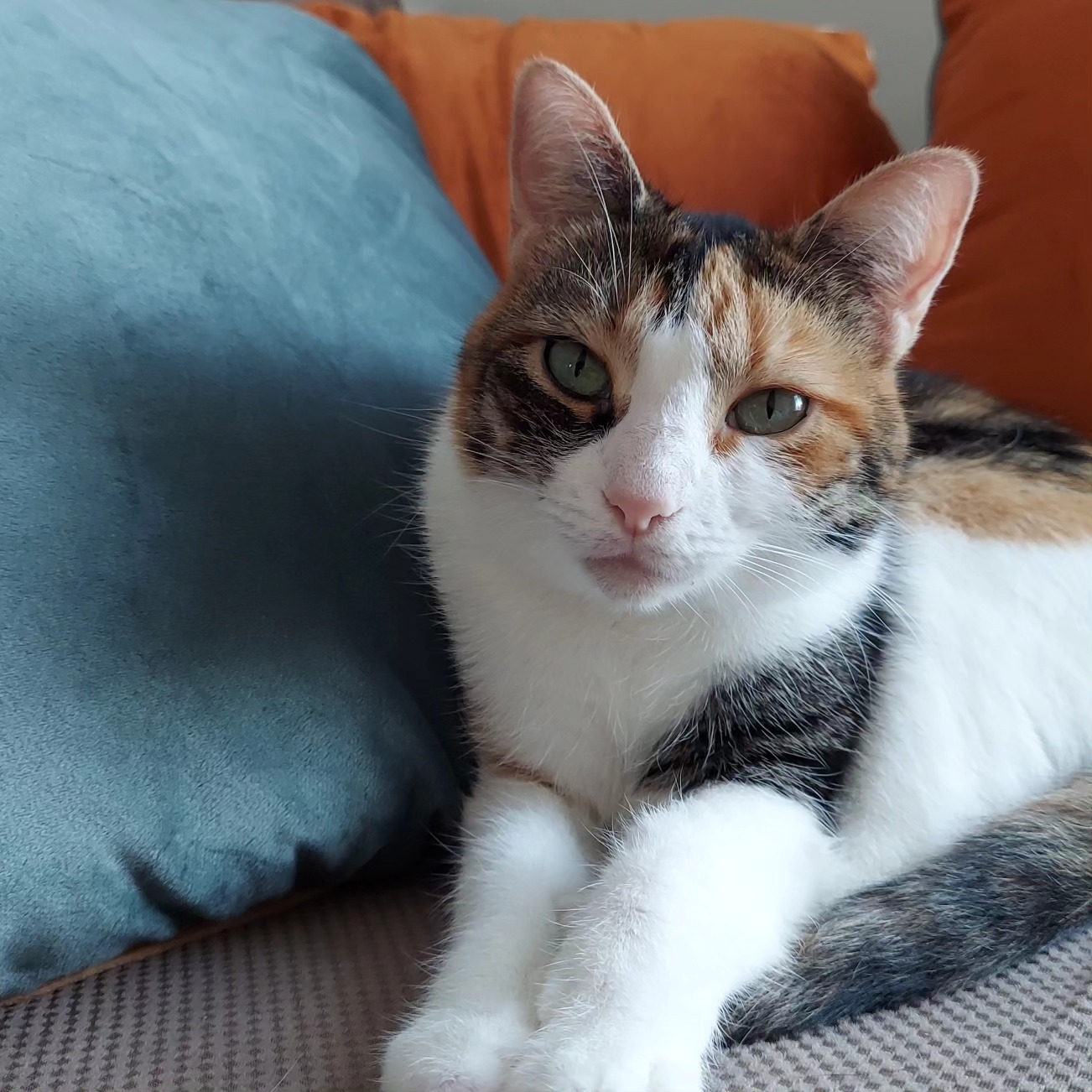 adoptable calico cat named gucci with green eyes is 1 years old