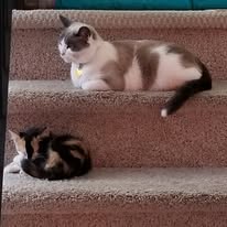 adoptable calico kitten named precious is 8 weeks old