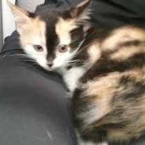 adoptable calico kitten named precious very soft is 8 weeks old