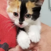adoptable calico kitten named precious with excellent- markings is 8 weeks old