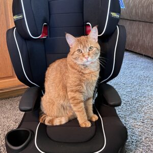 adoptable-cat-named-buttercup-is-2-years-old