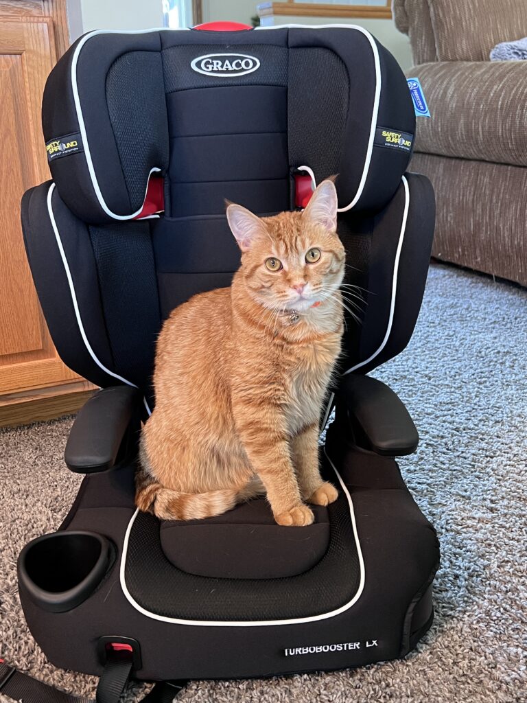 adoptable-cat-named-buttercup-is-2-years-old