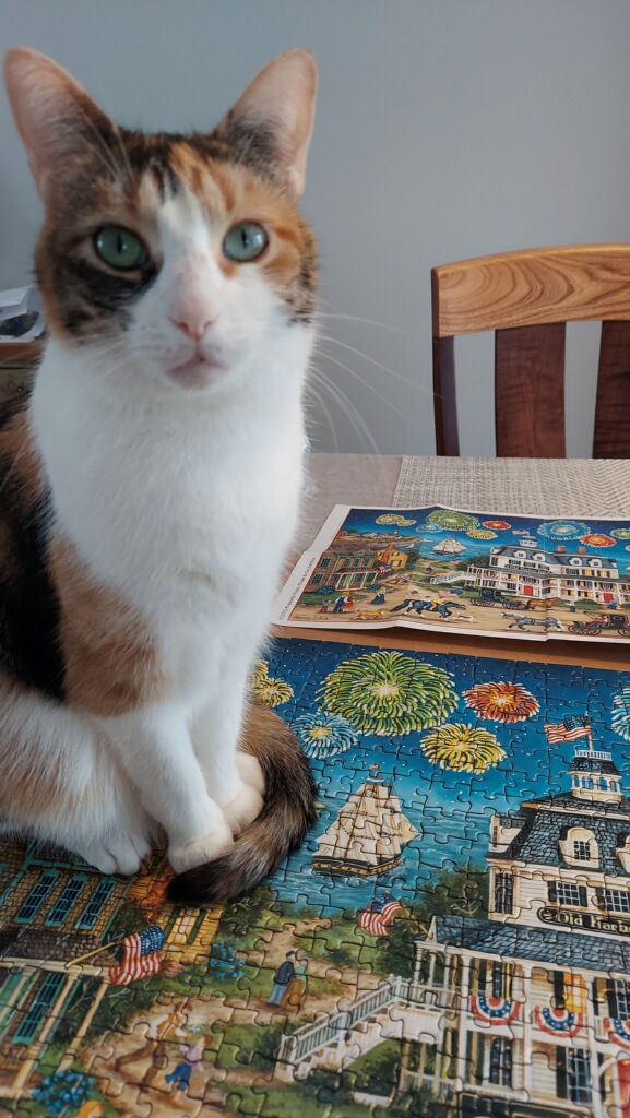 adoptable cat named gucci is 1 years old
