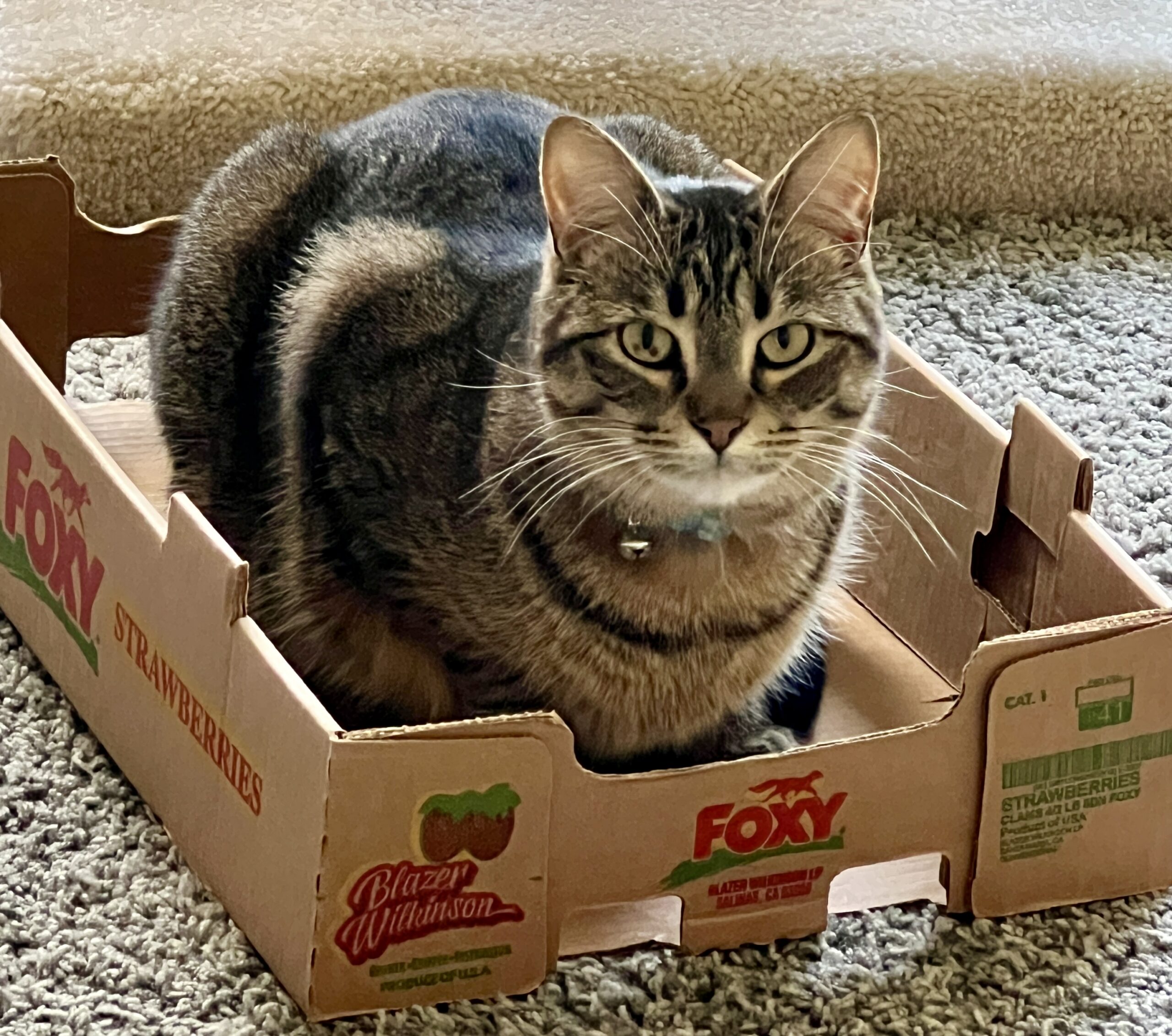 adoptable cat named muffin is 3 years old