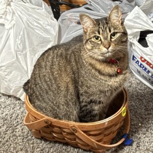 adoptable cat named muffin sitting in basket is 3 years old