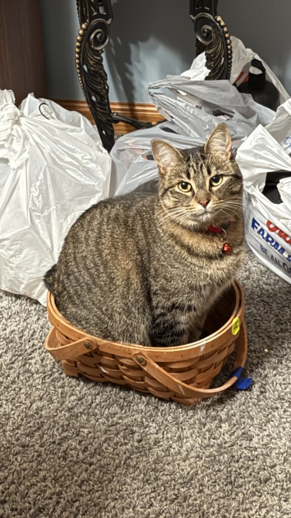 adoptable cat named muffin sitting in basket is 3 years old
