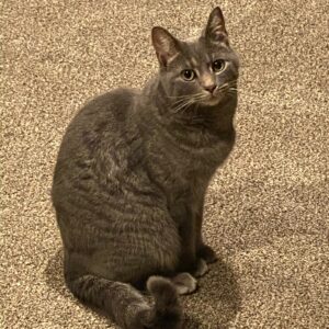 adoptable-cat-named-wizard-is-8-years-old