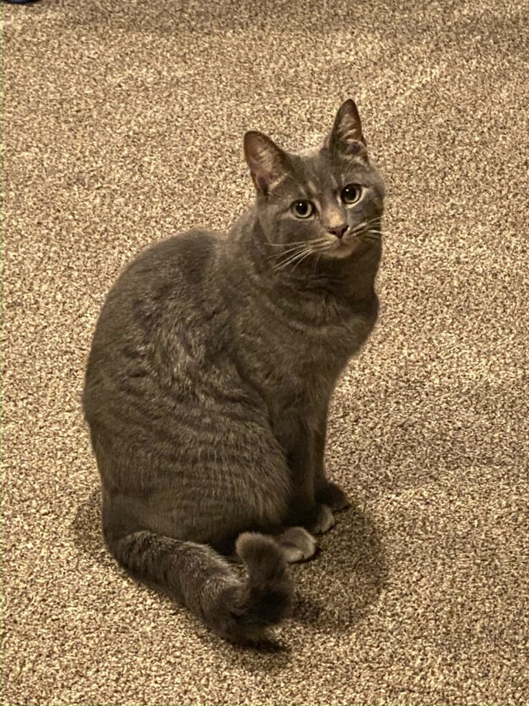 adoptable-cat-named-wizard-is-8-years-old