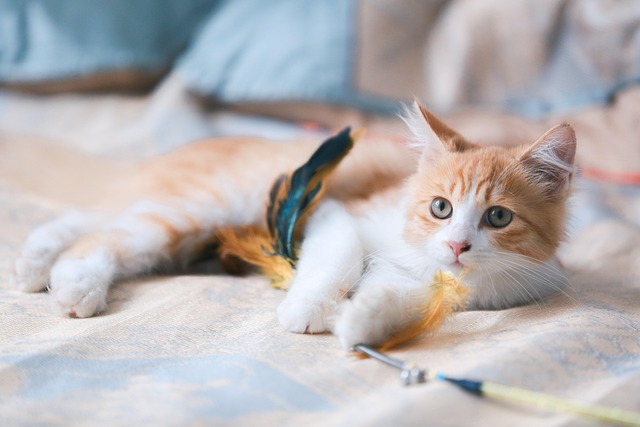 adoptable cat zoodle is 1 years old