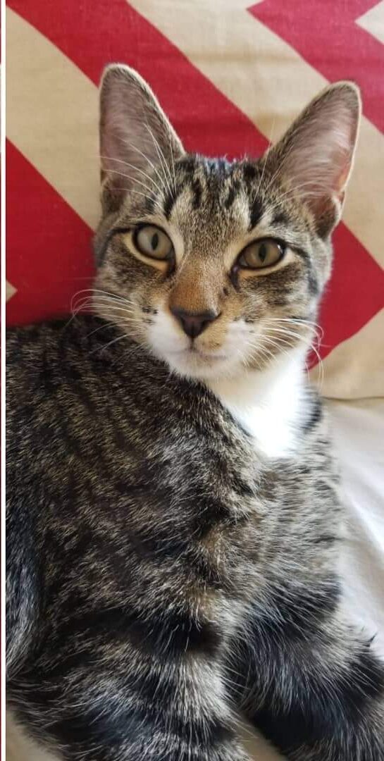 adoptable cuddly gray cat named peaches as a kitten now 6 years old