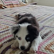 adoptable female black and white blue eyed puppy named oreo breed mini Australian shepherd is 4 months old