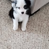 adoptable female black and white puppy named oreo breed Australian shepherd is 4 months old