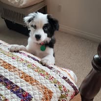 adoptable female black and white puppy named oreo breed mini australian shepherd is 4 months old