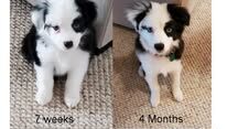 adoptable female black and white puppy named oreo is 4 months old