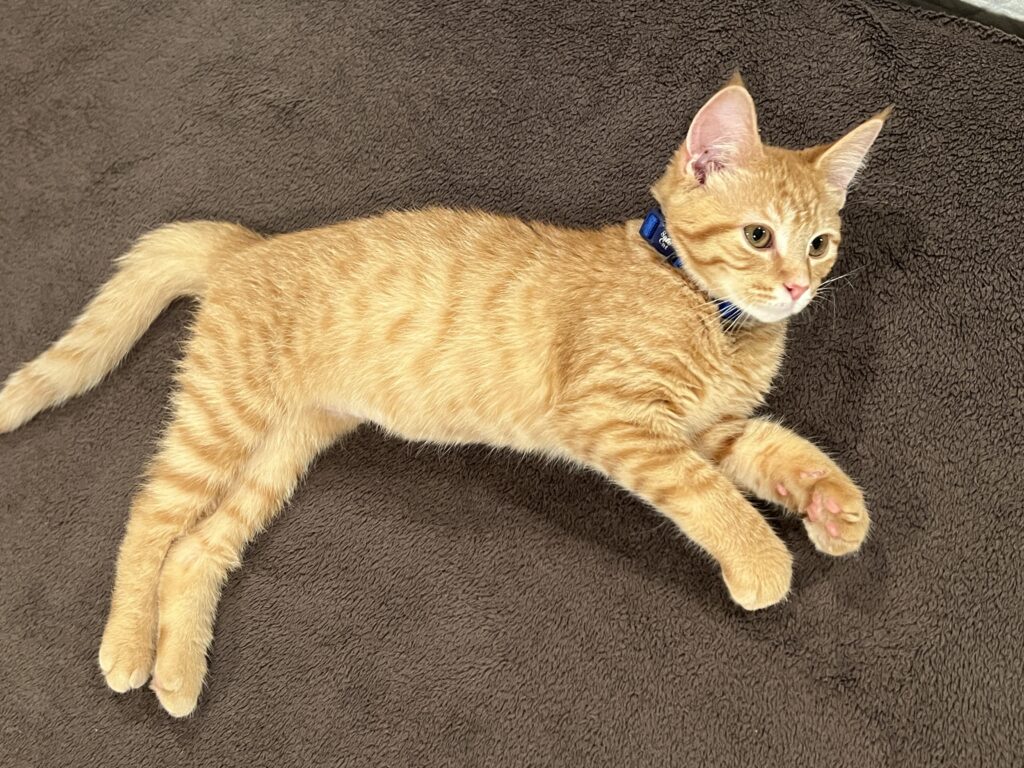 adoptable female ginger colored kitten named sunshine is 5 months old