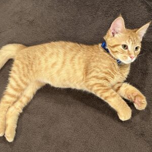 adoptable female ginger colored kitten named sunshine is 5 months old