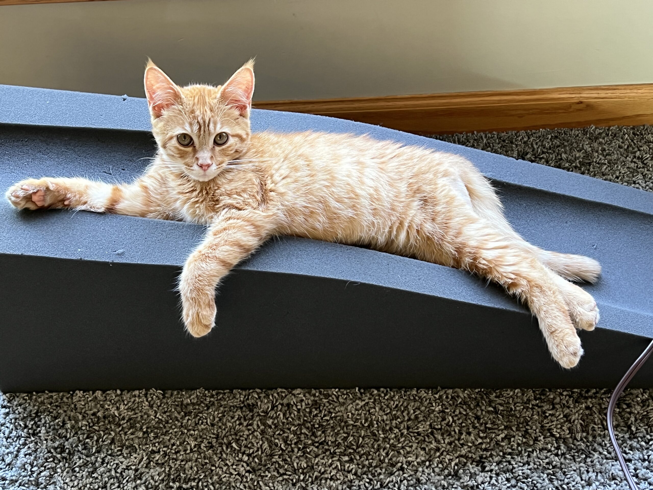 adoptable female ginger colored kitten with hazel eyes named sunshine is 5 months old