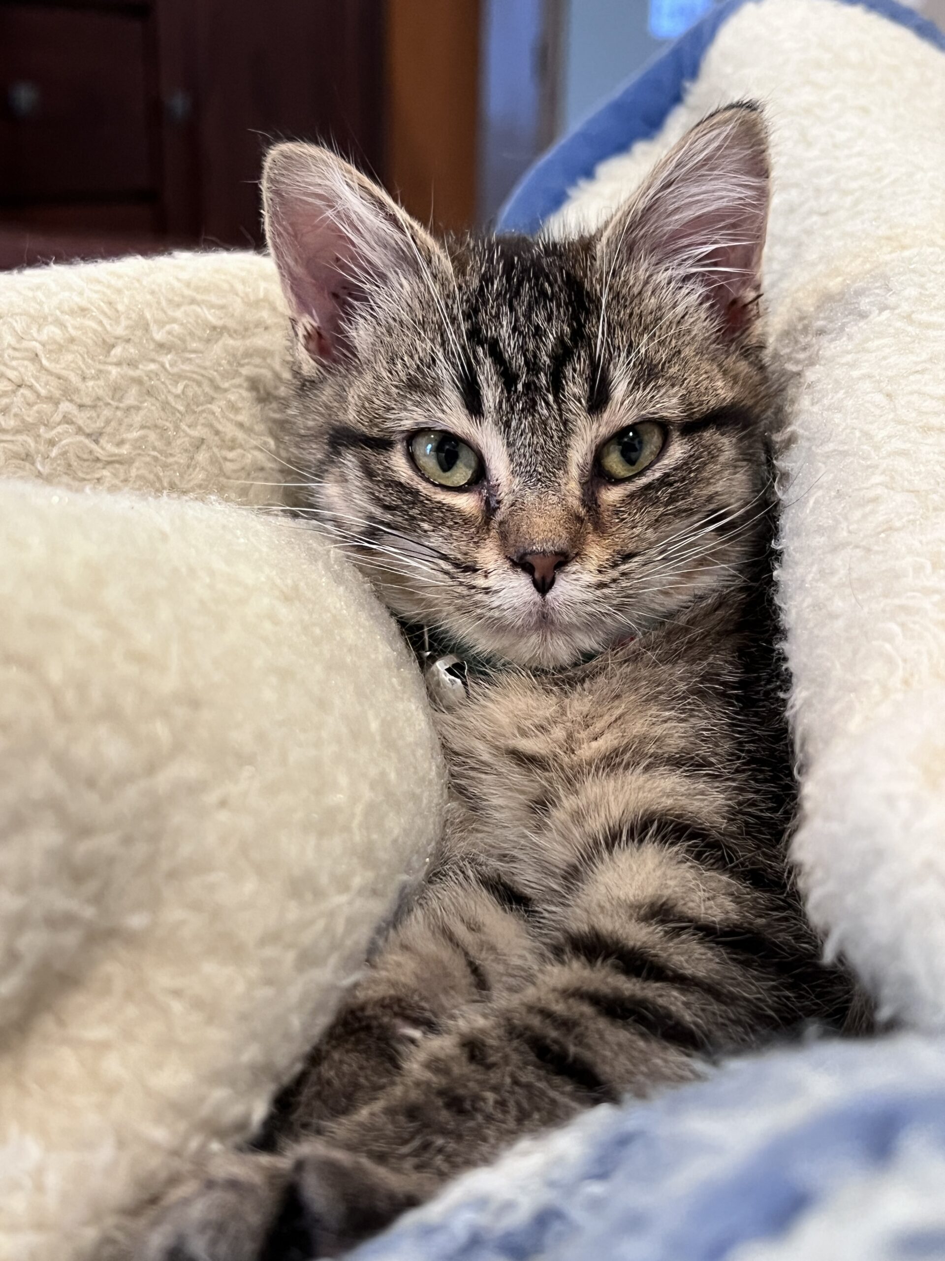 adoptable female gray colored kitten named lollypop is 8 months old