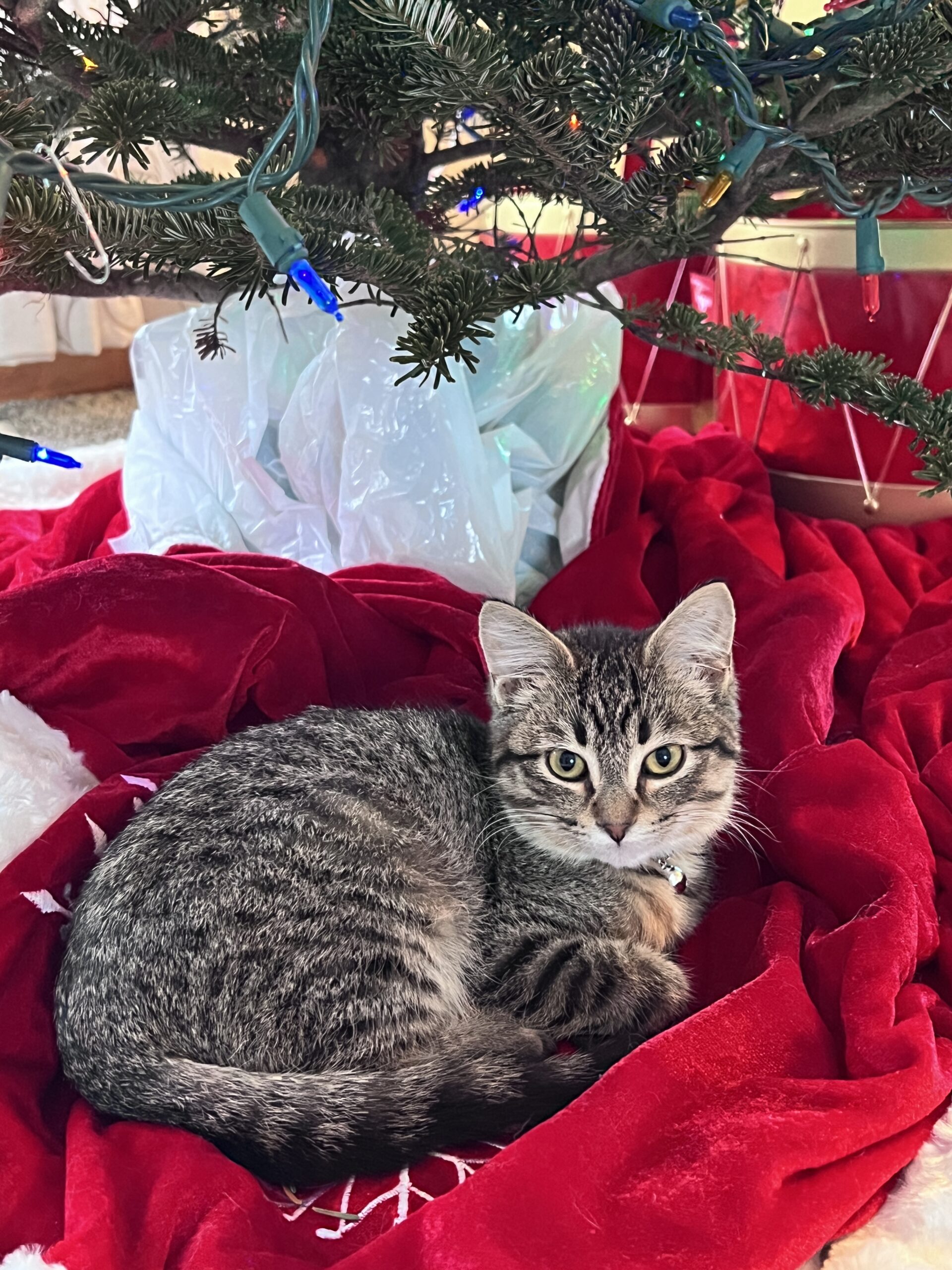 adoptable female kitten named lollypop is 8 months old