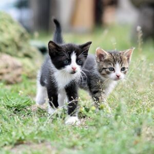 adoptable female kitten named marla on left is 2 months old