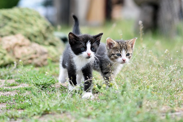 adoptable female kitten named marla on left is 2 months old