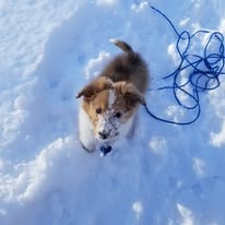 adoptable female puppy named sugar breed sheltie is 3 months old