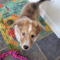 adoptable female puppy named sugar breed sheltie one blue eye is 3 months old