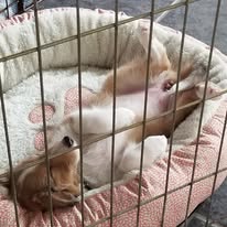 adoptable female puppy named sugar is 3 months old