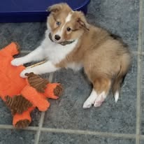 adoptable female sable colored puppy named sugar breed sheltie is 3 months old