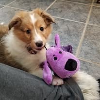 adoptable female sable colored puppy named sugar breed sheltie one blue eye is 3 months old