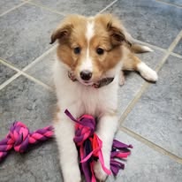 adoptable female sable colored puppy named sugar breed sheltie with rope toy is 3 months old
