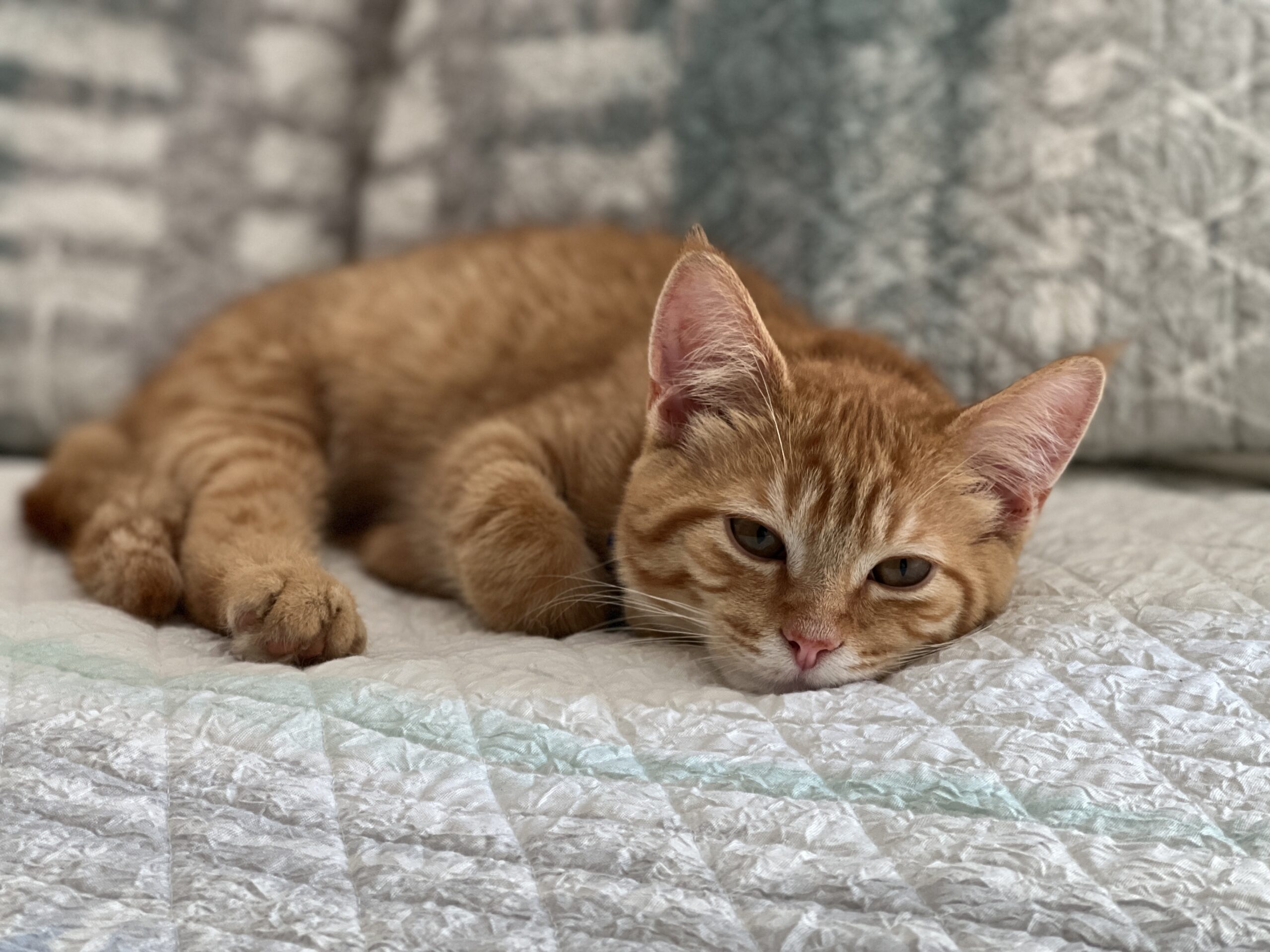 adoptable-ginger-colored-cat-named-buttercup-is-2-years-old