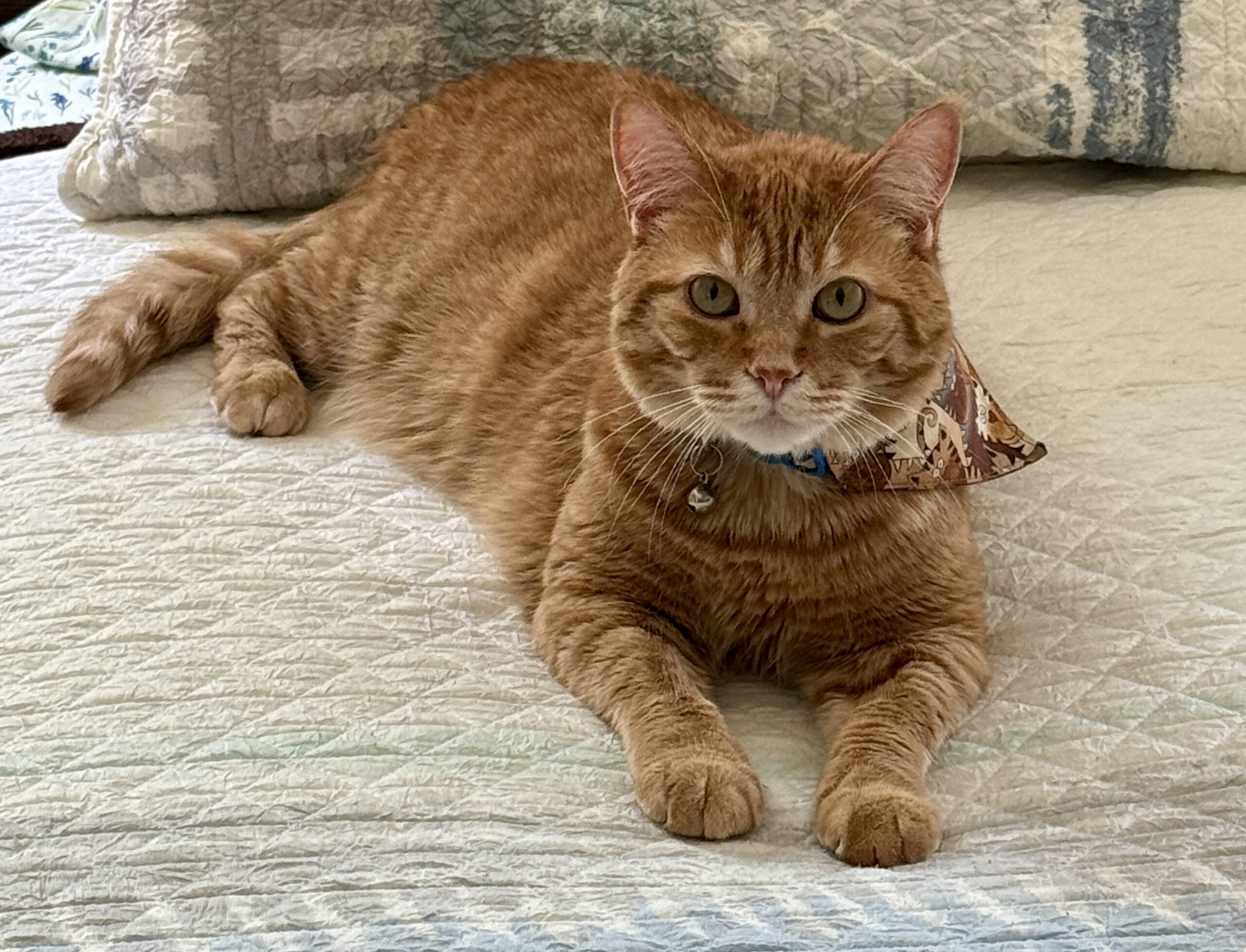 adoptable-ginger-colored-cat-named-buttercup-wearing-a-scarf-is-2-years-old