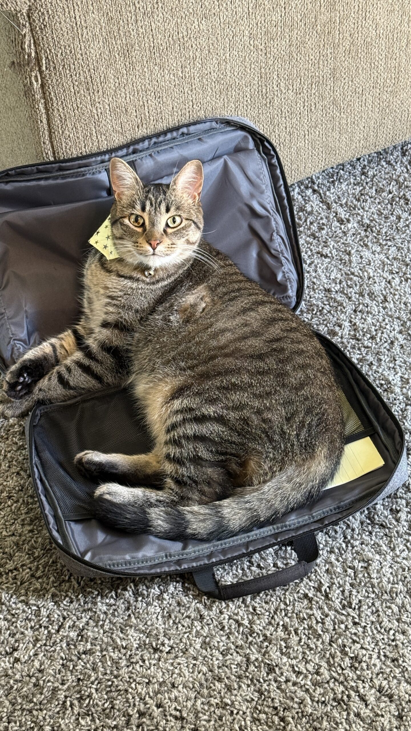 adoptable gray cat named muffin wearing a yellow scarf is 3 years old