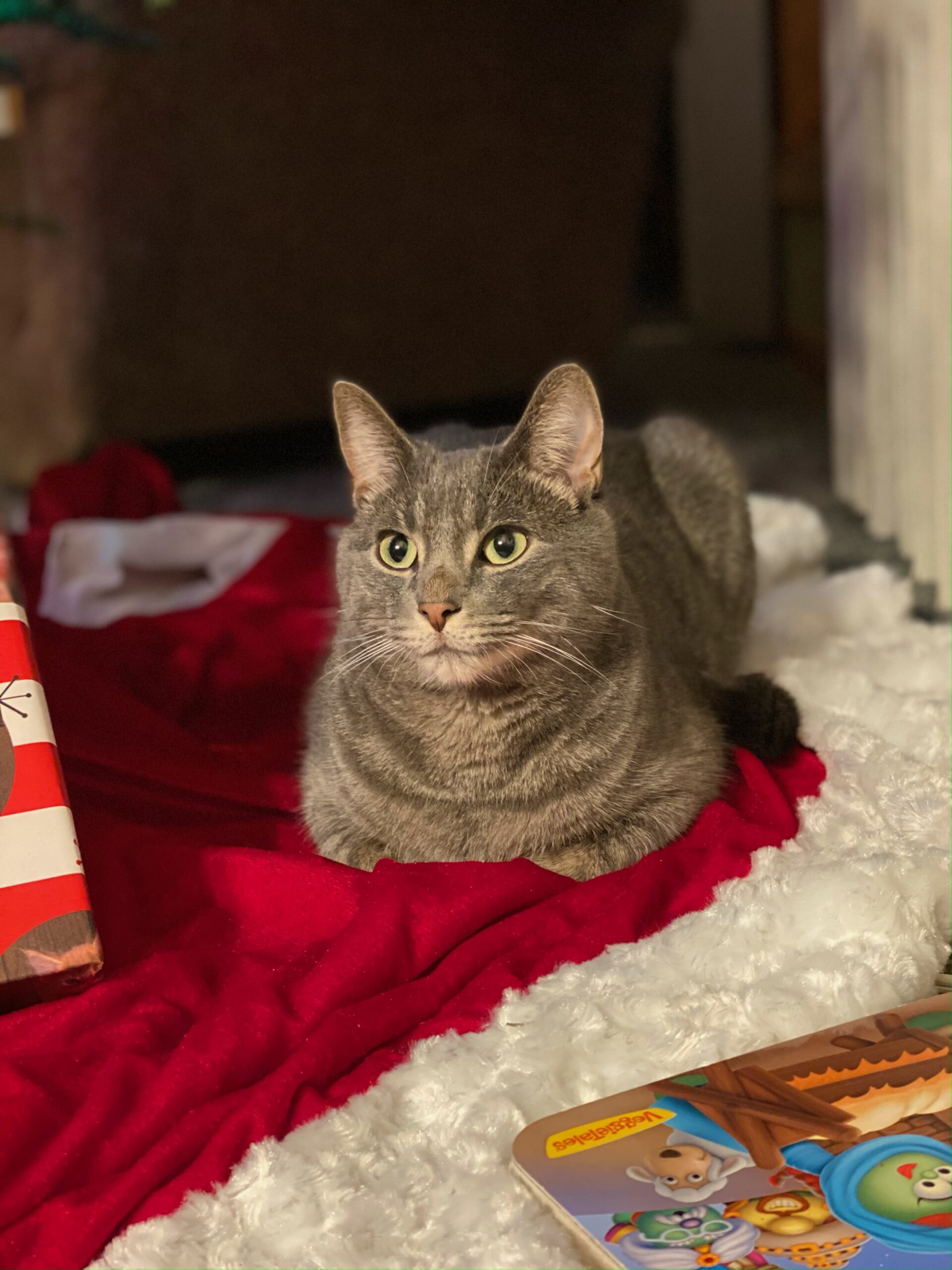 adoptable-gray-colored-cat-named-wizard-is-8-years-old
