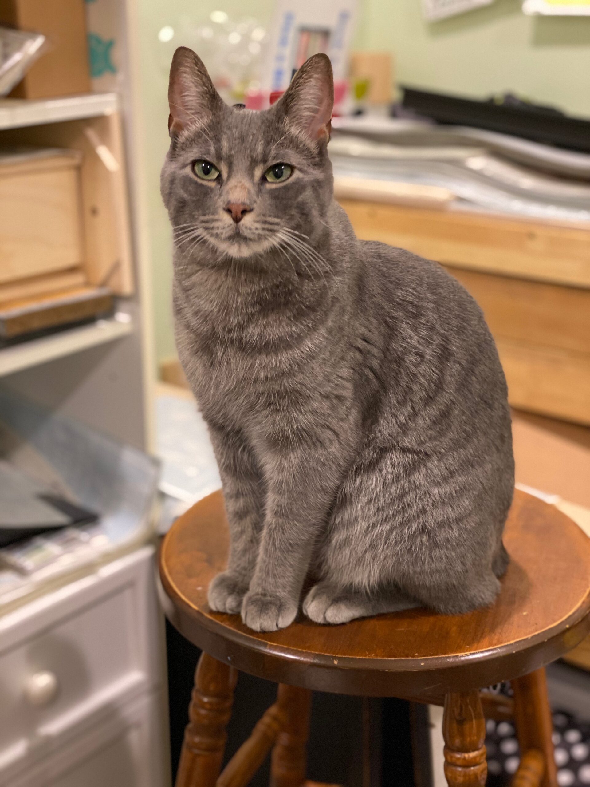 adoptable gray colored cat named wizard with green eyes is 8 years old