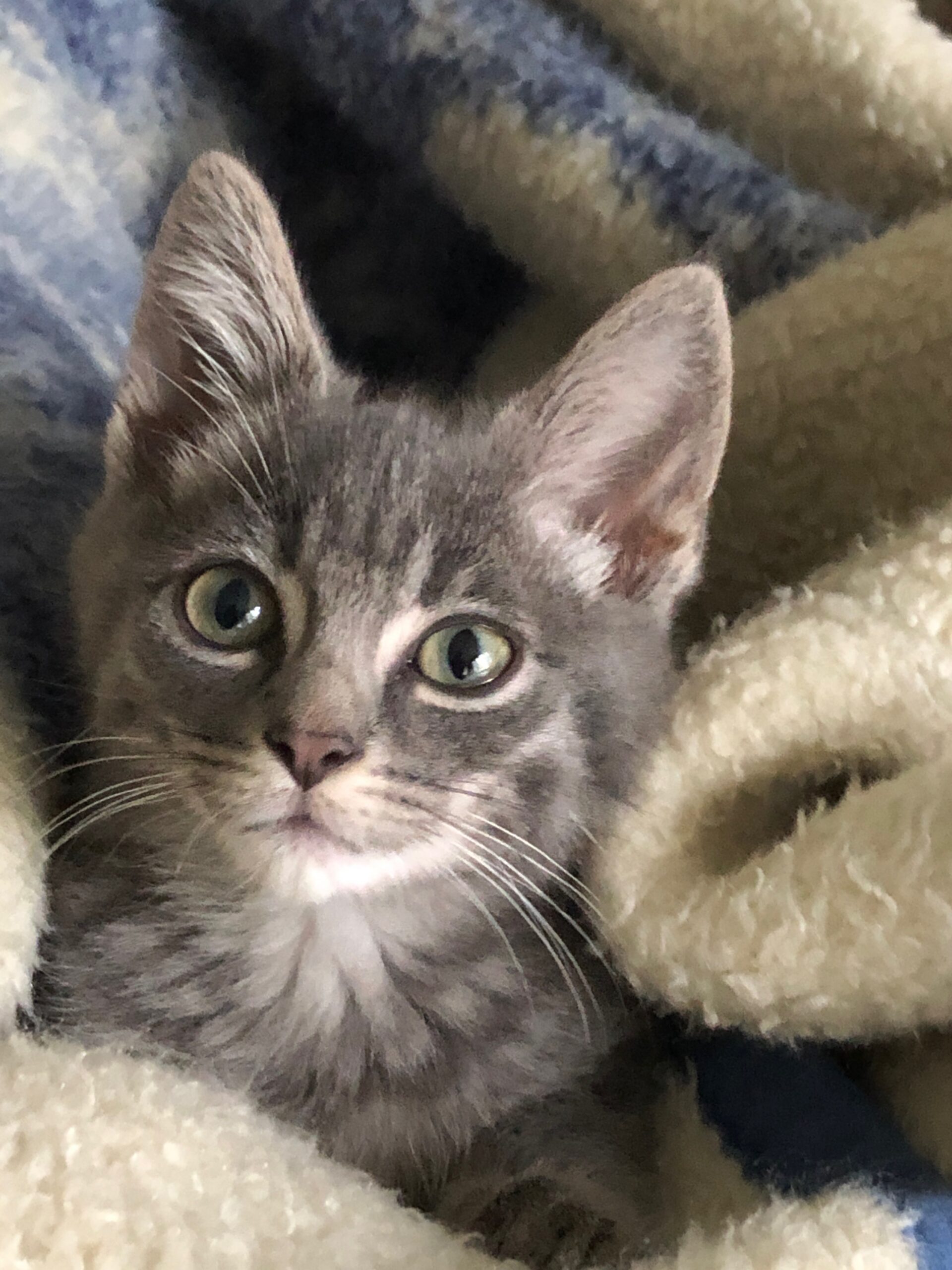 adoptable gray colored kitten named munchkin is 3 months old