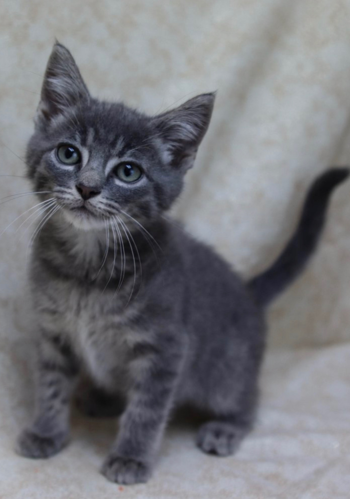 adoptable gray colored kitten with green eyes named munchkin is 3 months old