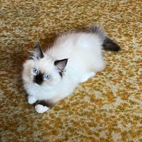 adoptable kitten named mittens breed ragdoll with blue eyes is 2 months old