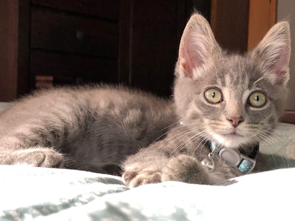 adoptable kitten named munchkin is 3 months old