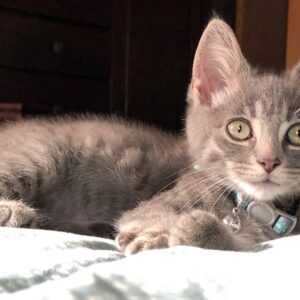 adoptable kitten named munchkin is 3 months old