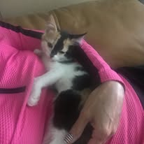 adoptable kitten named precious is 8 weeks old
