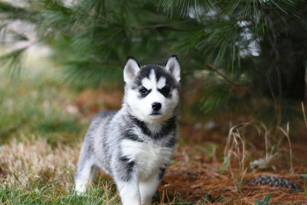 adoptable male black and white colored puppy named kona breed husky is 4 months old
