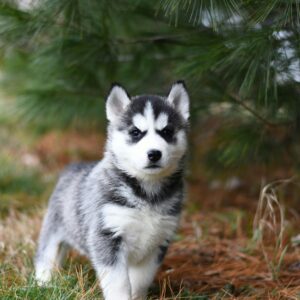 adoptable male black and white colored puppy named kona breed husky is 4 months old