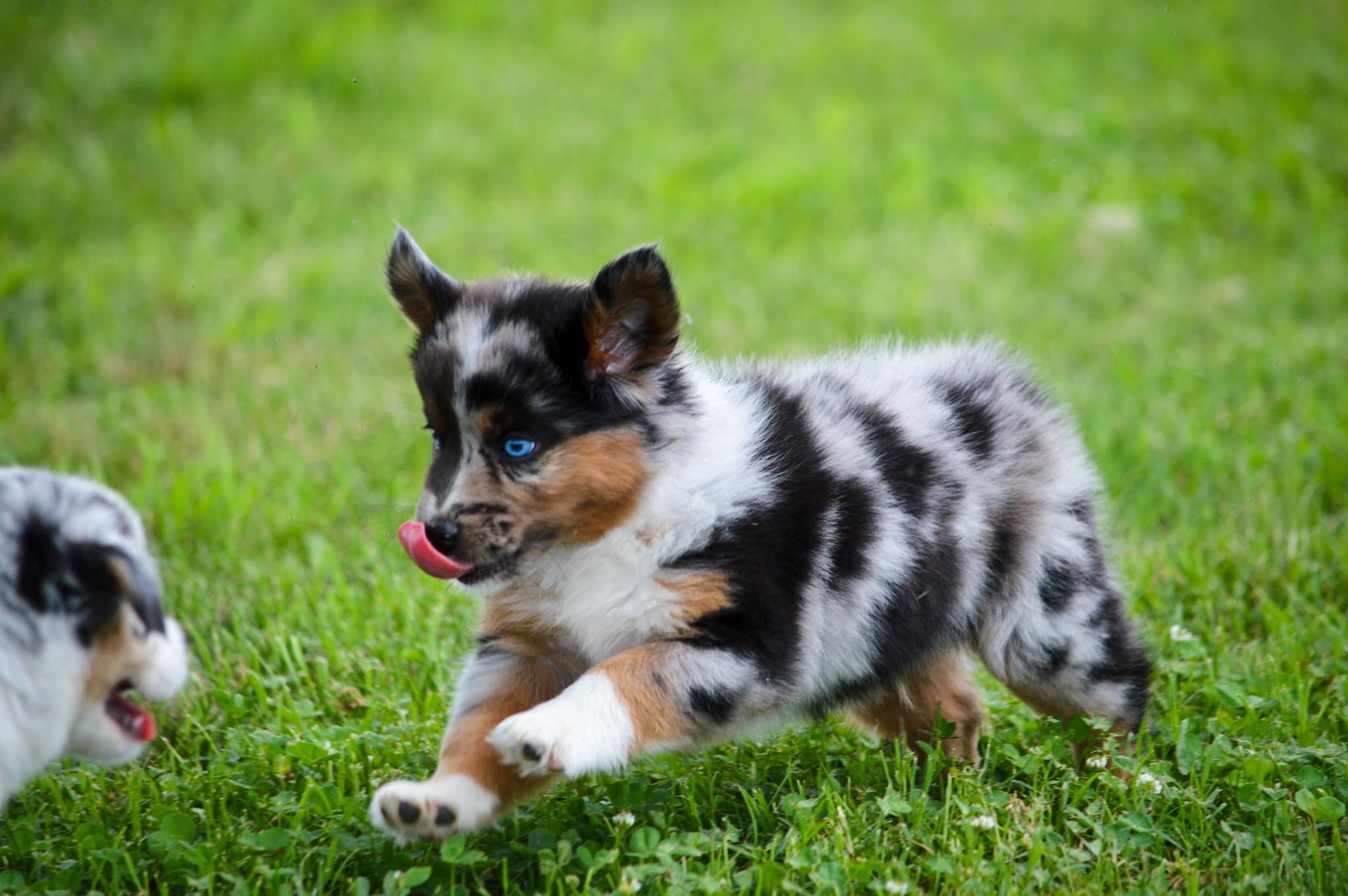 adoptable male blue eyed puppy named cooper breed blue merle miniature Australian shepherd is 10 weeks old