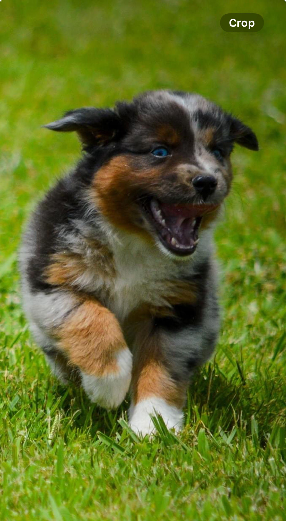 adoptable male blue eyed puppy named cooper breed miniature Australian shepherd is 10 weeks old